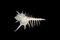 藏品(黑棘骨螺)的圖片